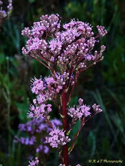 {Trilisa odoratissima}